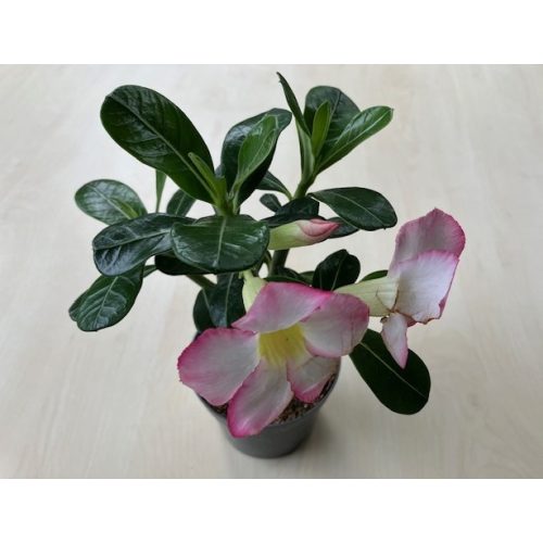 Adenium obesum 