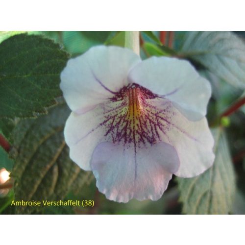 Achimenes x hybrida 'Ambroise-Verschaffelt'