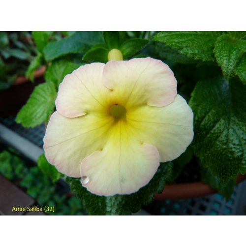 Achimenes x hybrida 'Amie Saliba'