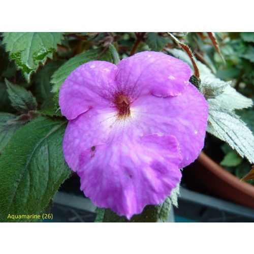 Achimenes x hybrida 'Aquamarine'