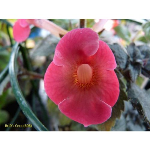 Achimenes x hybrida  'Brid's Cera'