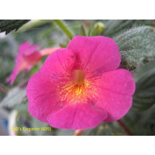 Achimenes x hybrida  'Brid's Elegante'