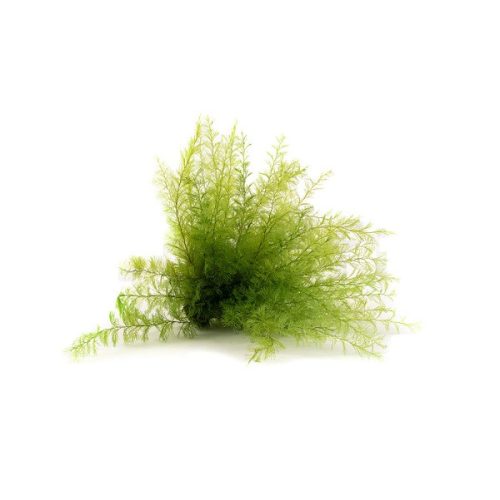 Air Fern Preserved - Light Green