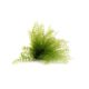 Air Fern Preserved - Light Green