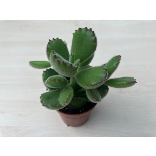 Cotyledon tomentosa