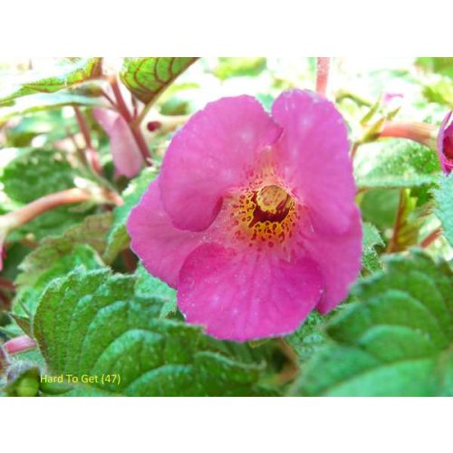 Achimenes x hybrida  'Hard To Get'