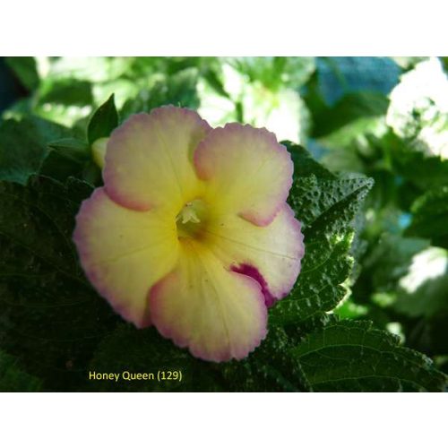 Achimenes x hybrida  'Honey Queen'