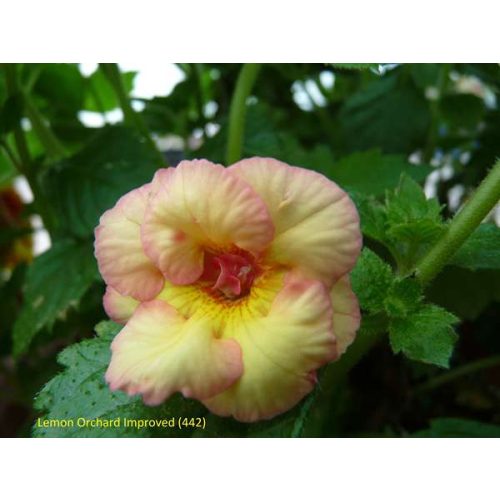 Achimenes x hybrida 'Lemon Orchard Improved'