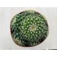 Echinopsis huascha