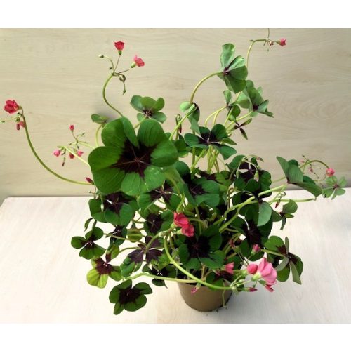 Oxalis tetraphylla 