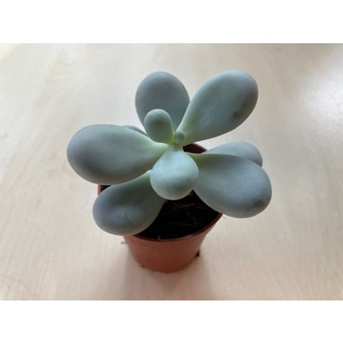 Pachyphytum oviferum