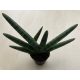 Sansevieria cylindrica 'Skyline'