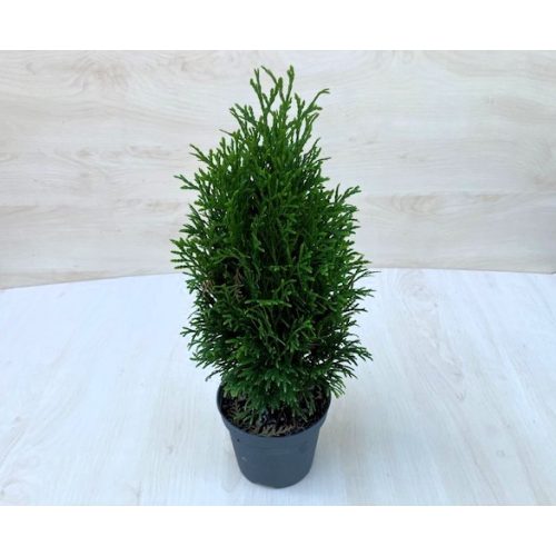 Thuja occidentalis Teddy