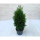 Thuja occidentalis Teddy