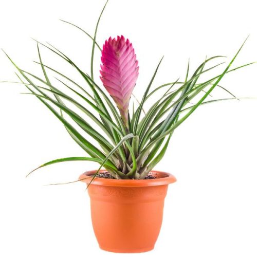 Tillandsia cyanea