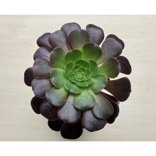 Aeonium 'Velour'