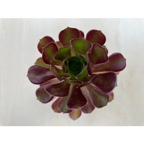 Aeonium arboreum