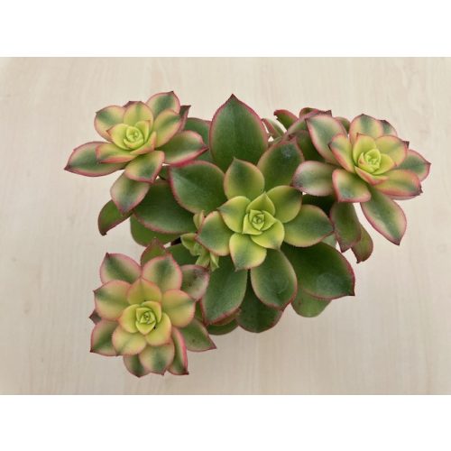 Aeonium haworthii 'Kiwi'