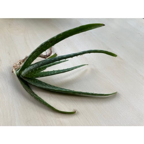 Aloe vera