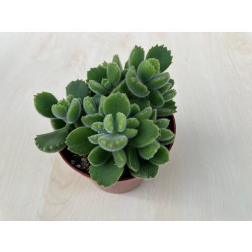 Cotyledon tomentosa