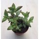 Crassula brevifolia2