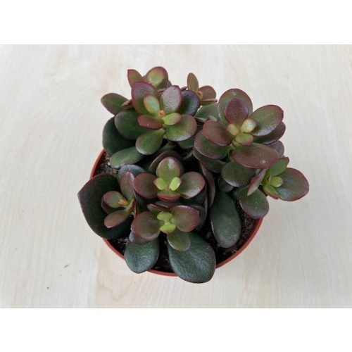 Crassula ovata 'Minor'