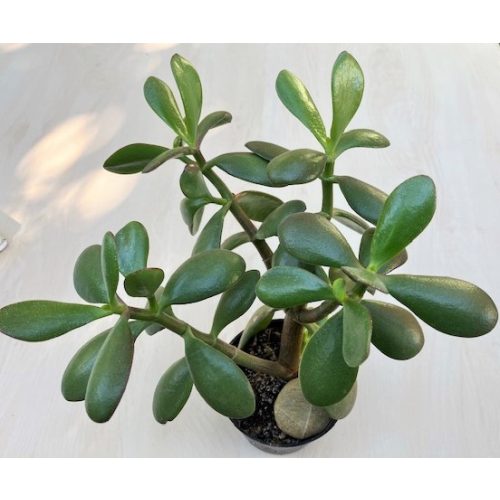 Crassula ovata 25 cm