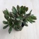 Crassula rubricaulis