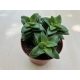 Crassula springtime 8 cm