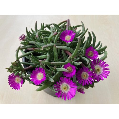 Delosperma ‘Wheels of Wonder Purple Wonder