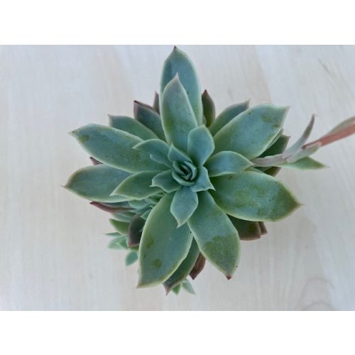 Echeveria