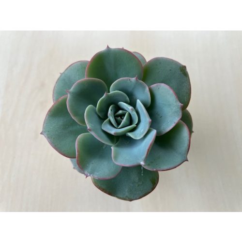 Echeveria 'Atlantis'