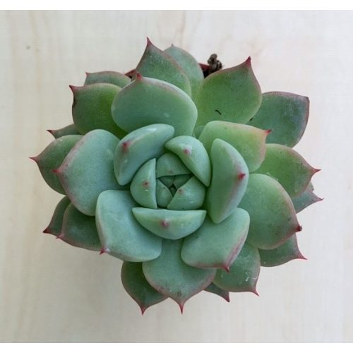 Echeveria 'Ben Badis'