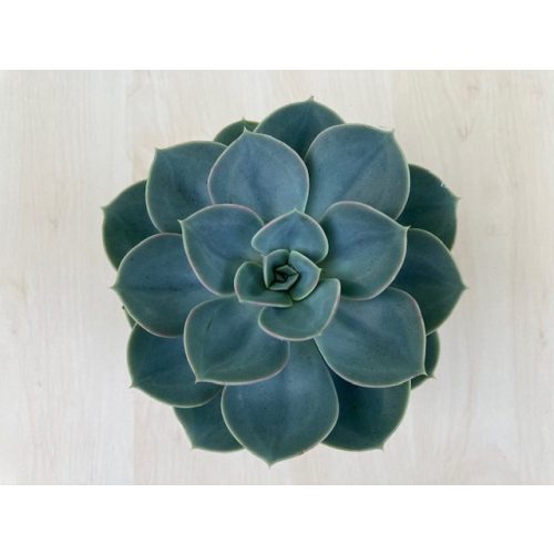 Echeveria 'Blue Atoll' - 12 cm