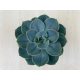 Echeveria 'Blue Atoll' - 12 cm