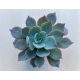 Echeveria cante