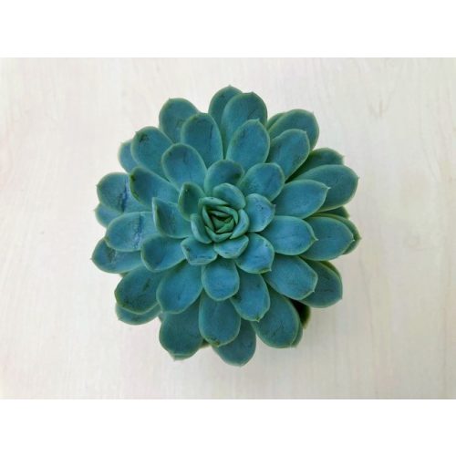 Echeveria elegans