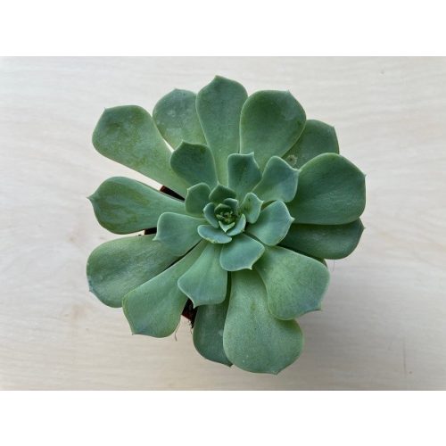 Echeveria glauca