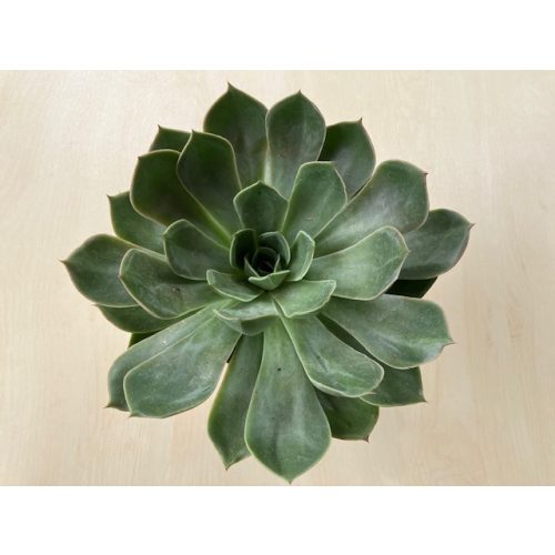 Echeveria menina