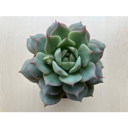 Echeveria parva