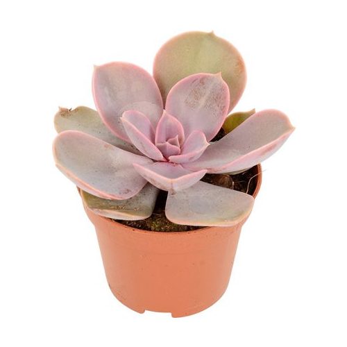 Echeveria Perle von Nürnberg 