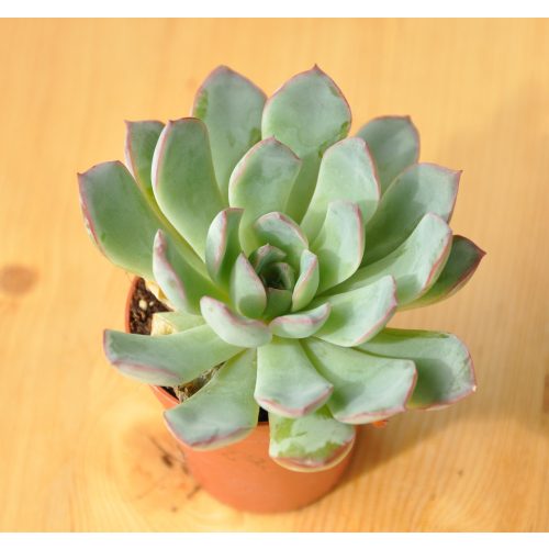 Echeveria pulidonis