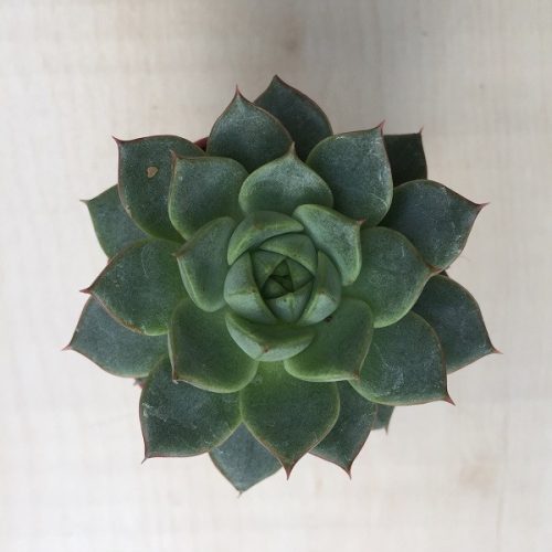 Echeveria - prekvapenie