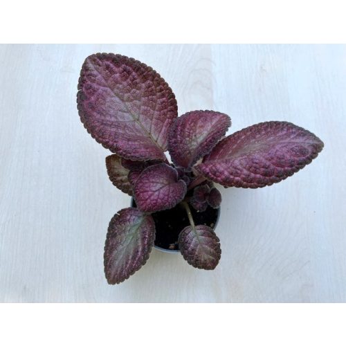 Episcia cupreata 'Malayan Gem'