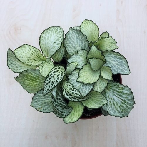 Fittonia