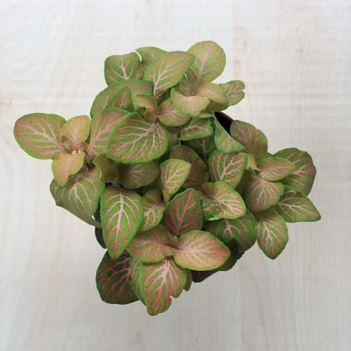 Fittonia