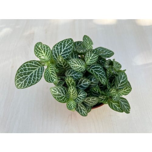 Fittonia