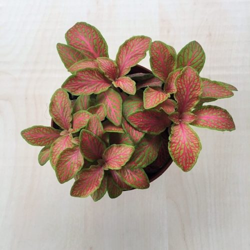 Fittonia