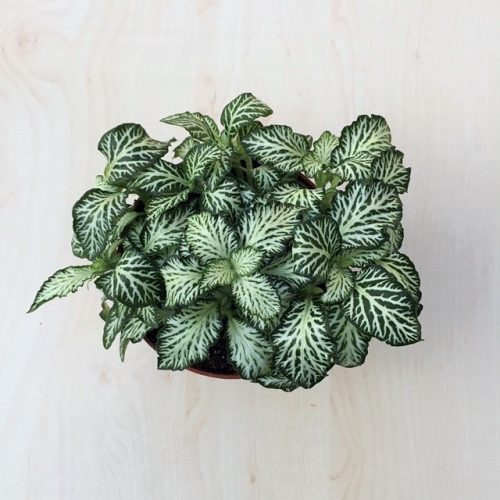 Fittonia