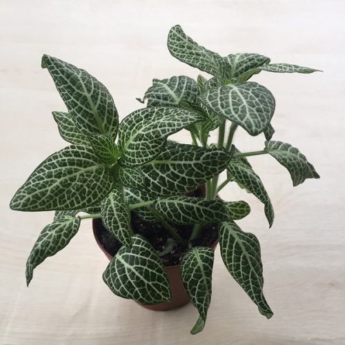 Fittonia